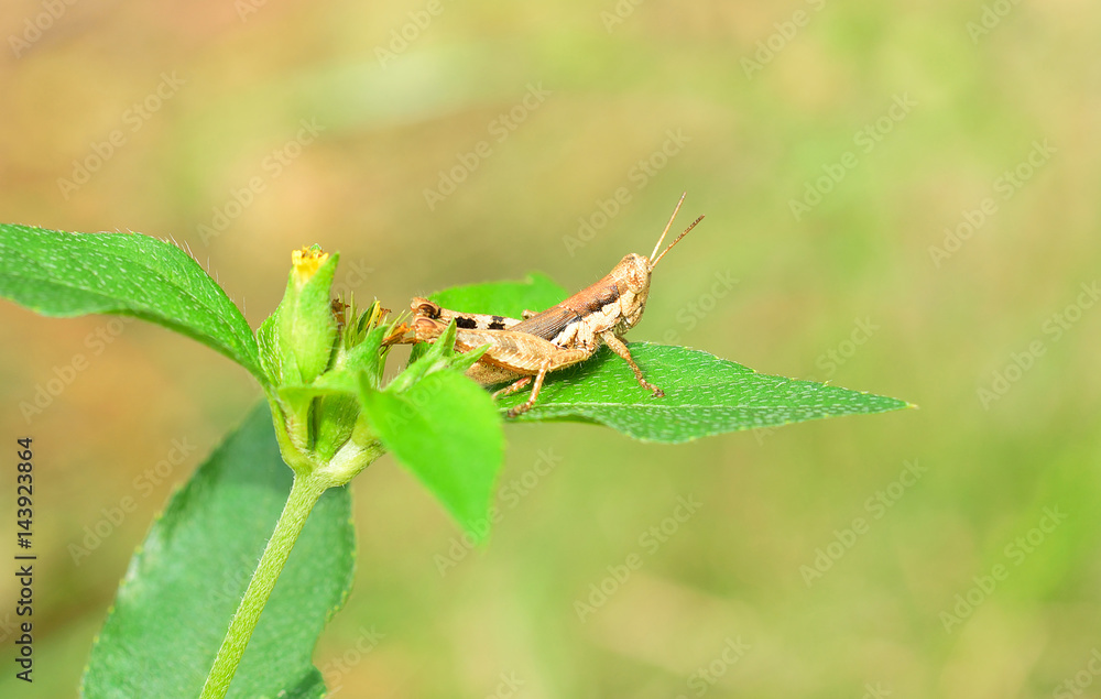 grasshopper on the grass leaf in moring light grasshopper on the grass leaf in moring light