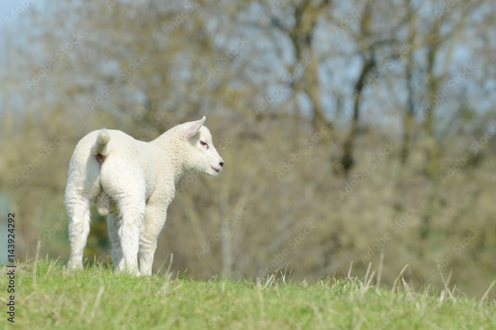White Sheep lamb standing on pasture and looking White Sheep lamb standing on pasture and looking