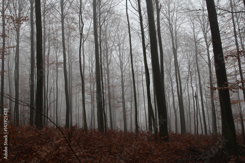 buchen wald im nebel