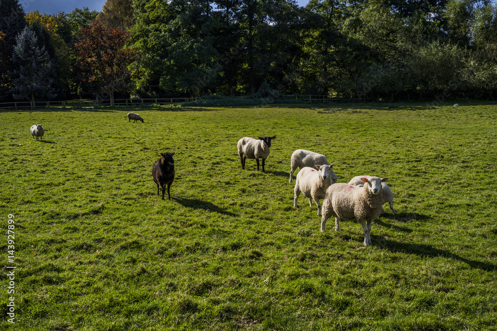 Fototapeta premium sheep in field