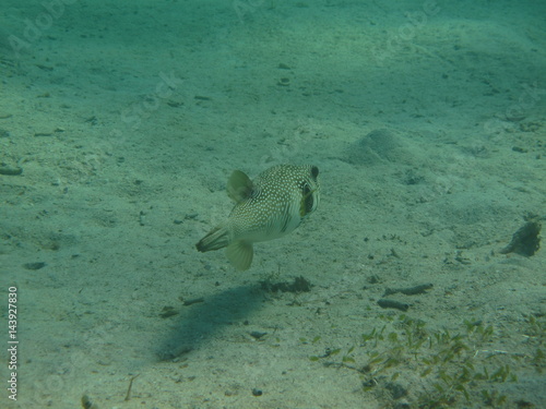 barriera corallina e pesce nel mar rosso photo