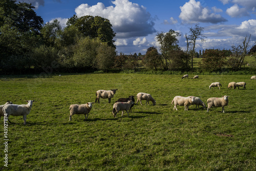 sheep in field © david hughes