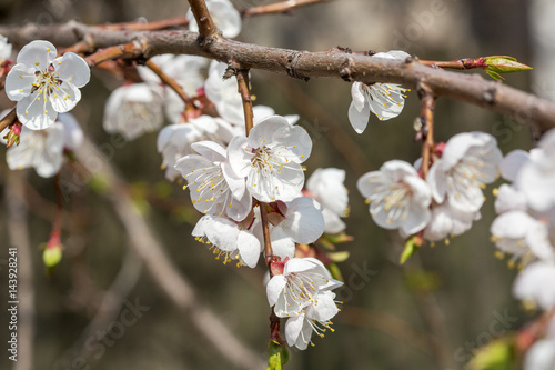 Apricot blossom flowers in spring