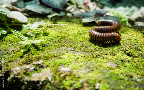 mature millipede on green moss photo