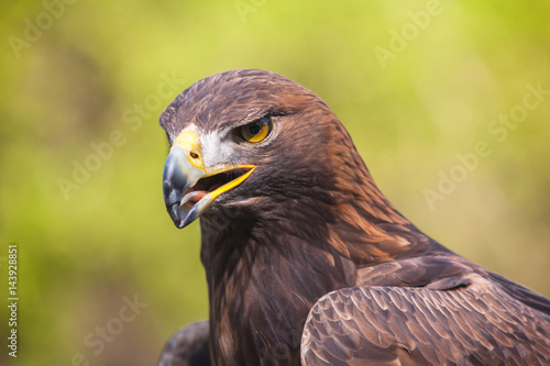 Portrait of an eagle in a park