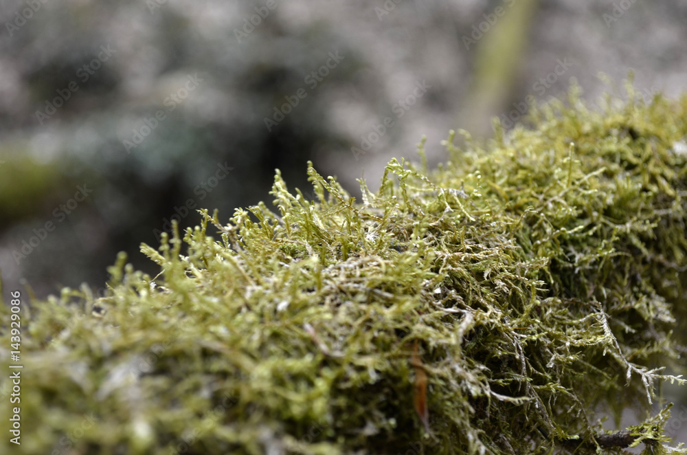 moss moss
