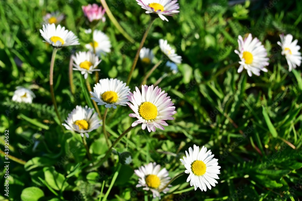 Gänseblümchen in der Sonne Gänseblümchen in der Sonne