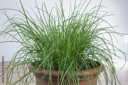 erba cipollina in vaso dal basso photo