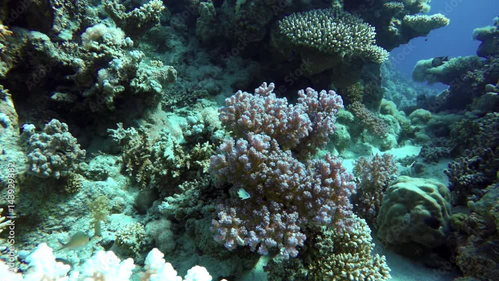 Coral reef, tropical fish. Warm ocean and clear water. Underwater world. Diving and Snorkelling.
Coral reef, tropical fish. Warm ocean and clear water. Underwater world. Diving and Snorkelling.