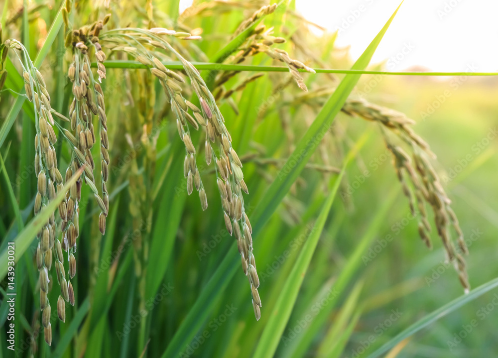 rice with bokeh-light in the morning. selective focus. rice with bokeh-light in the morning. selective focus.