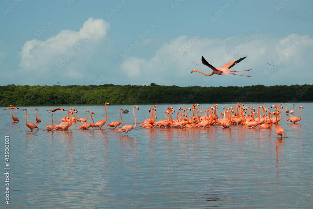 Naklejka premium View of pink flamingos in Celestun, Mexico
