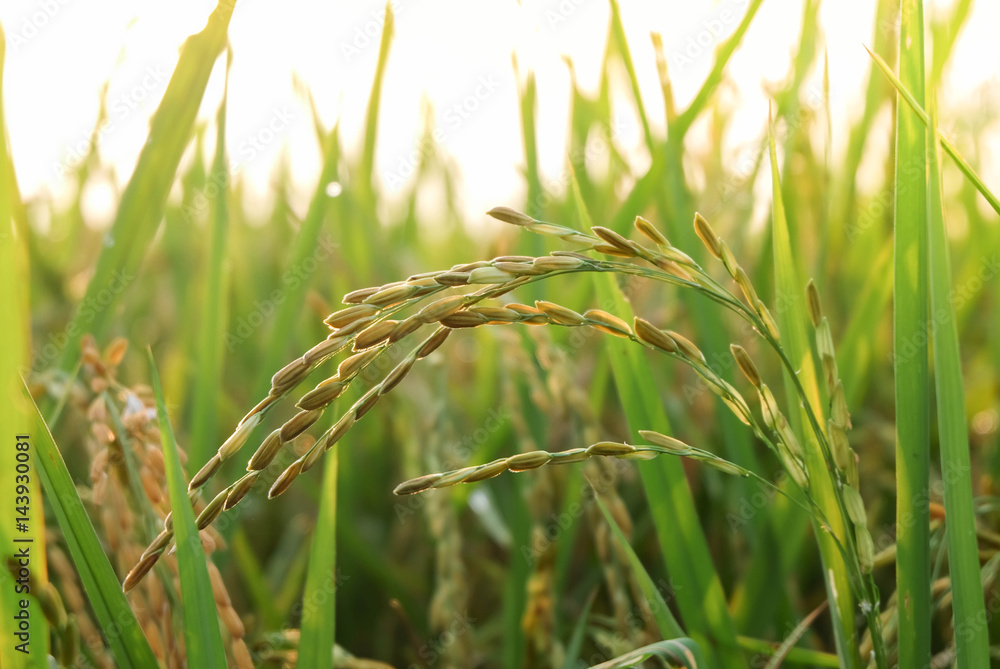 rice with bokeh-light in the morning. selective focus. rice with bokeh-light in the morning. selective focus.