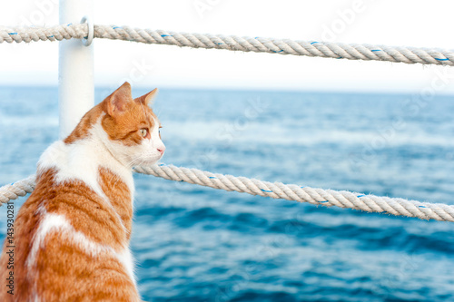 Cute red cat looking away sitting on pier at seaside