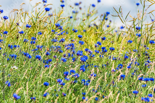 Naturwiese voller blauer Kornblumen