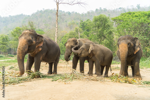 asia elephant in Thailand
