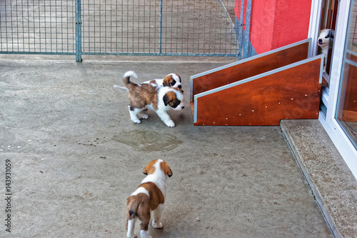 Saint Bernard little puppies playing in breeding kennel Martigny