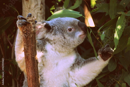 Photography Koala bear