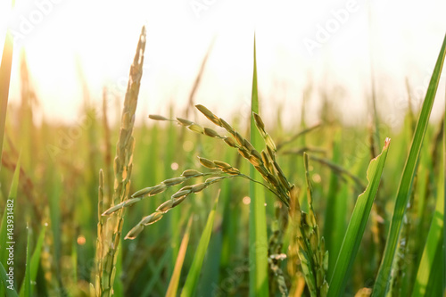 rice with bokeh-light in the morning. selective focus.