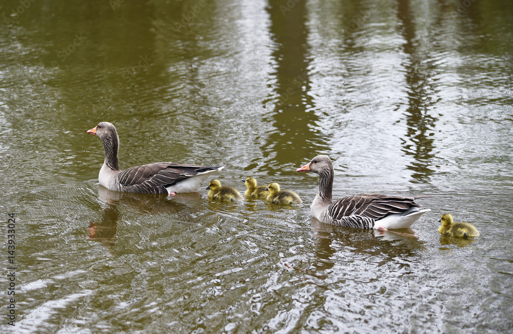 Fototapeta premium Familie Graugans