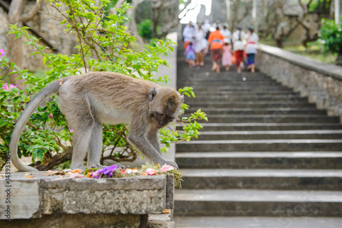 バリ島の猿
