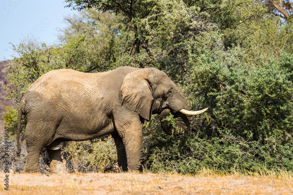 African desert elephant pulling off leaves with his trunk in Damaraland, Namibia. African desert elephant pulling off leaves with his trunk in Damaraland, Namibia.