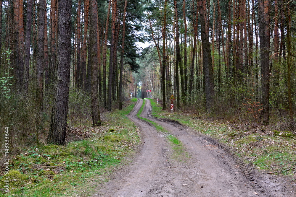 Fototapeta premium droga przez las wczesną wiosną