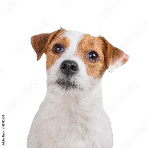 Smart dog looking at camera isolated on white