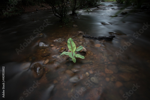 leaf in waterfall Soft tree in the river amezing leaf  photo