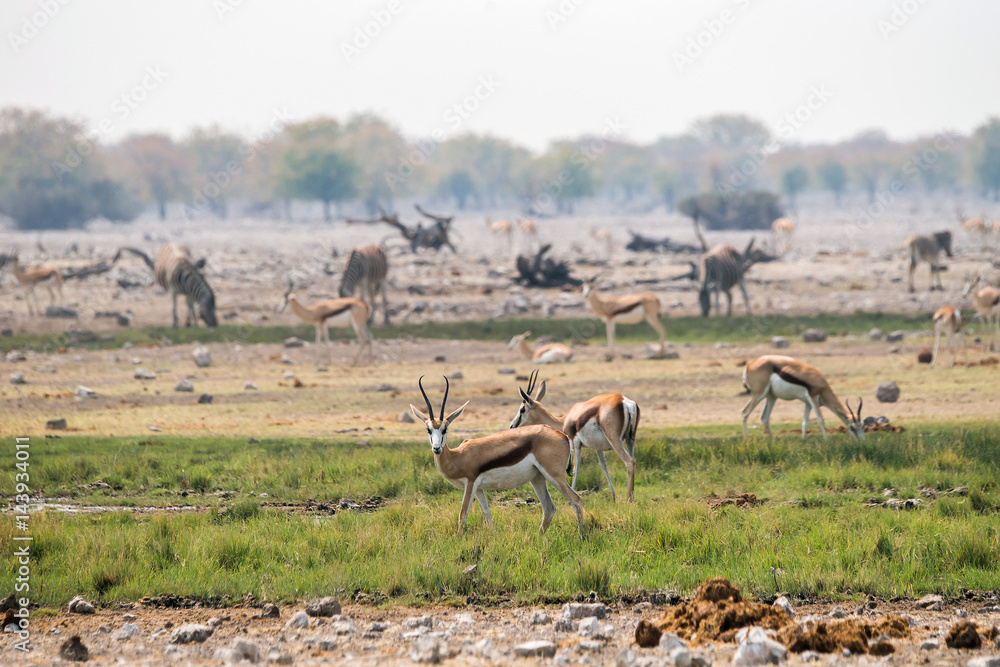 Naklejka premium Springboks and zebras grazing in african savanna of Etosha national park, Namibia.