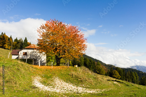 Gallio, Altopiano of Asiago, Province of Vicenza, Veneto, Italy. Shepherds house with autumn foliage.