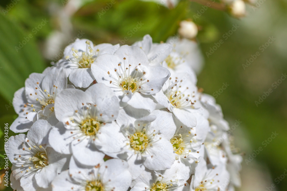 Closeup of flowering shrub bridal wreath spirea, floral background Closeup of flowering shrub bridal wreath spirea, floral background
