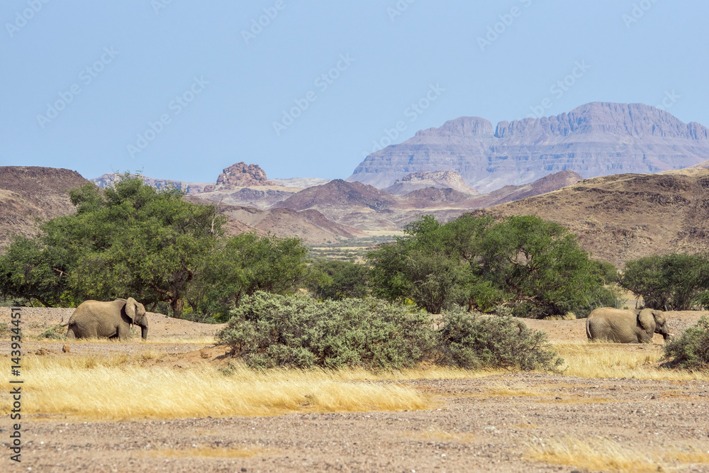 Namibian desert elephants in the mountains near Aba Huab river Namibian desert elephants in the mountains near Aba Huab river