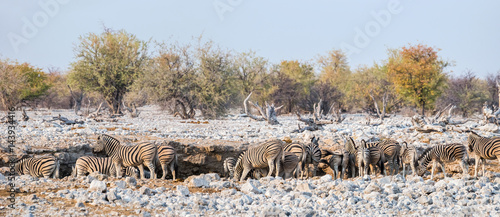 Panoramic view of a Burchell`s zebras drinking at Ombika waterhole against african bush in Etosha national park, Namibia. photo