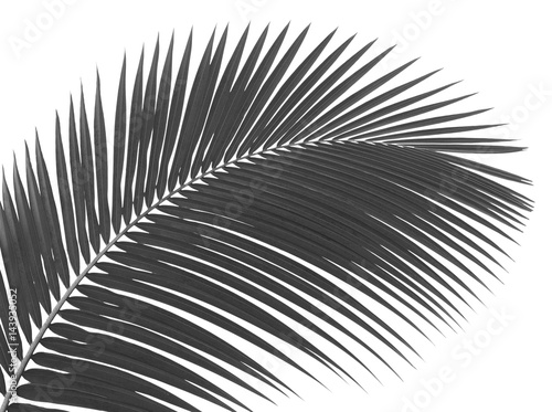 Black and white coconut leaf isolated on white background