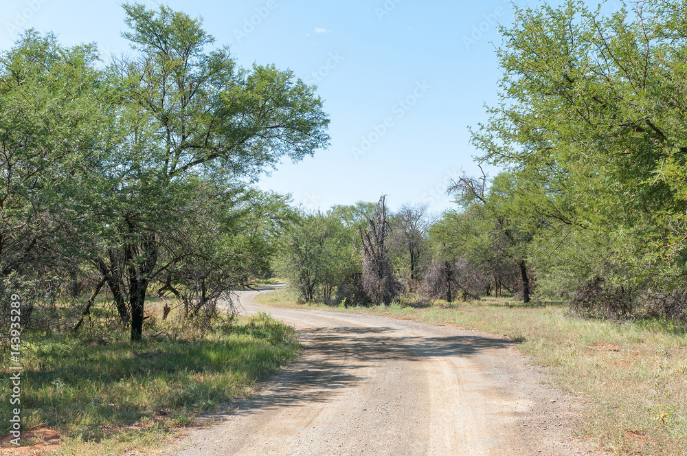Road between Acacia trees in the Camdeboo National Park