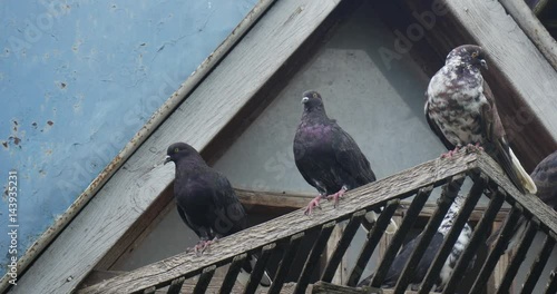 Several Doves Are Sitting on Old Overhanging Shed of a Pigeon House and Fly Off Suddenly, Being Shot From Down up Perspective in Summer photo