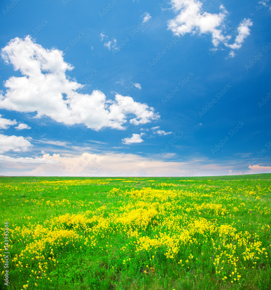 Obraz premium Green field with flowers under blue cloudy sky
