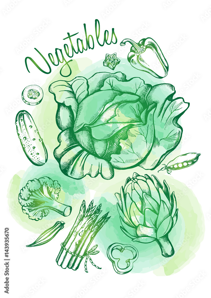 Hand drawn set of vegetables - artichoke, peas, broccoli, cabbage, okra, pepper, cucumber, asparagus. Vector illustration. Hand drawn set of vegetables - artichoke, peas, broccoli, cabbage, okra, pepper, cucumber, asparagus. Vector illustration.