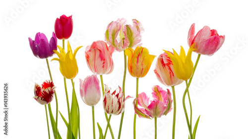 Flowers tulips on a white background