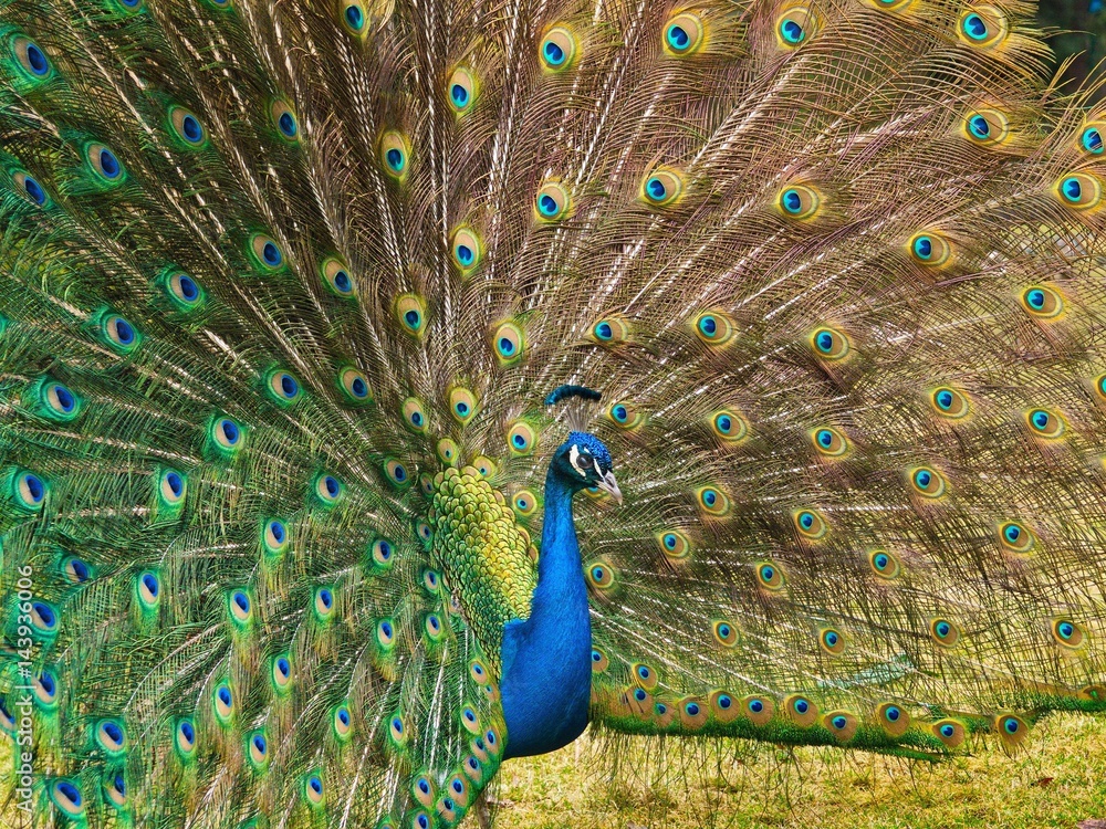 Obraz premium Male peacock displaying fully opened tail