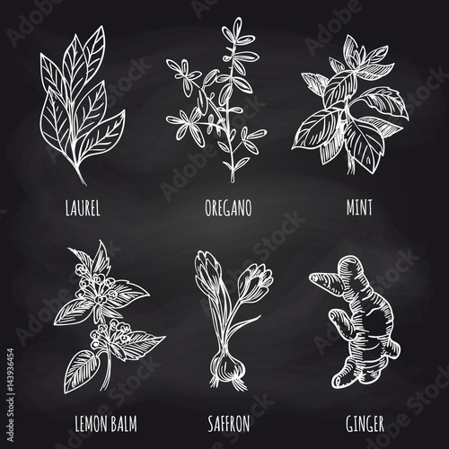 Hand drawn herbs and spice on blackboard background. Vector illustration