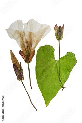 Pressed and dried flowers and leaves calystegia sepium. Isolated photo