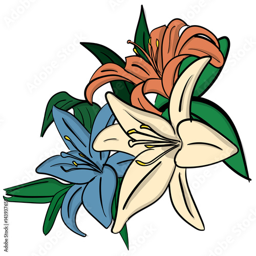 Three lilies with green leaves on a white background eps 10 illustration photo