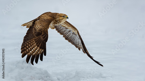 Common buzzard flying over snow