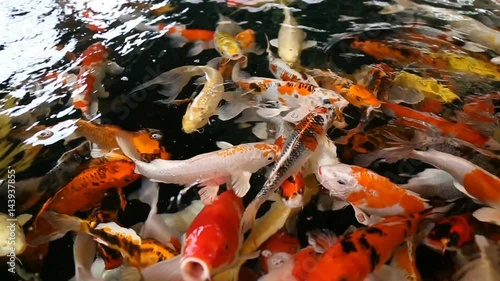 group of colorful koi or mirror carp movement in fish tank