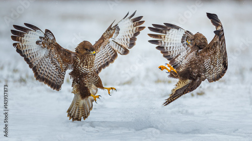 Two common buzzards flying toward each other