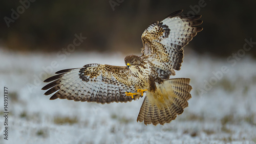 Common buzzard, landing in snow photo