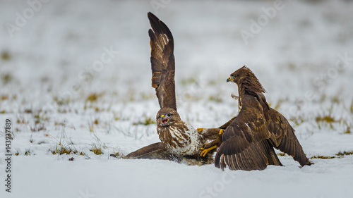 Two common buzzards, fighting in snow photo