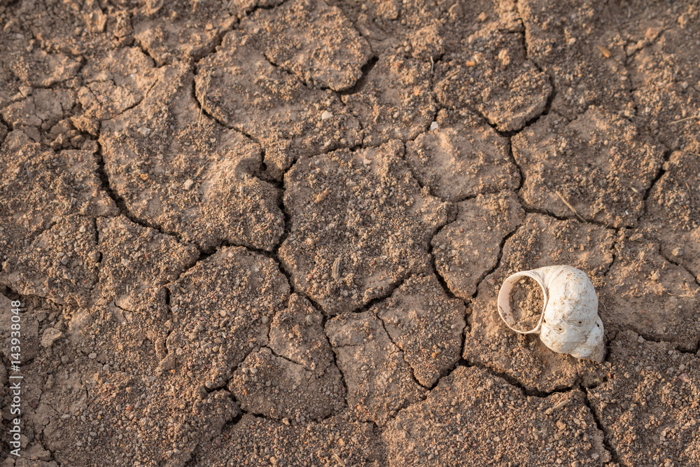 Dry and cracked earth texture and dead shell. Global climate change. Dry and cracked earth texture and dead shell. Global climate change.