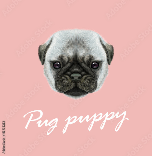 Vector Illustrated portrait of Pug puppy